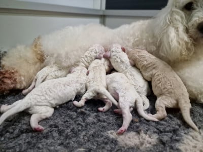 Les chiots de Caniche