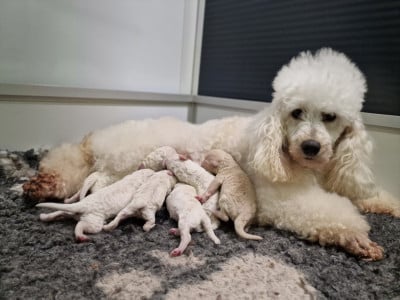 Les chiots de Caniche