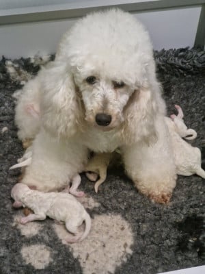 Les chiots de Caniche