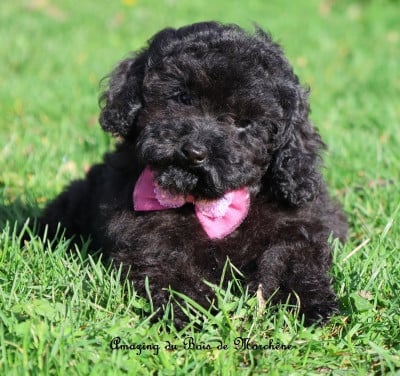 Les chiots de Caniche