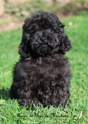 Les chiots de Caniche