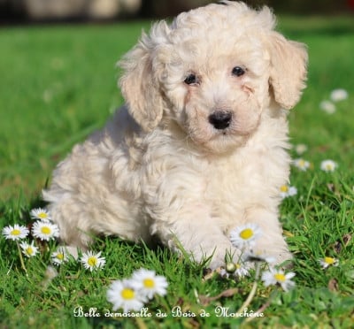 Les chiots de Caniche