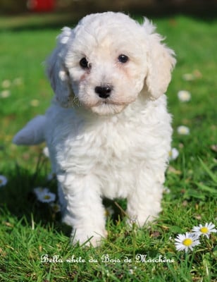 Les chiots de Caniche