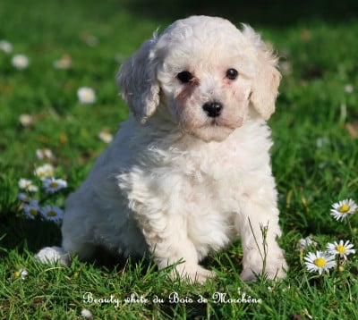 Les chiots de Caniche
