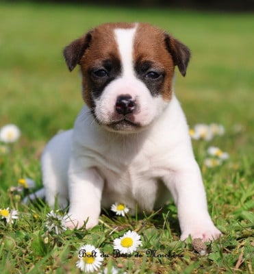 Les chiots de Jack Russell Terrier