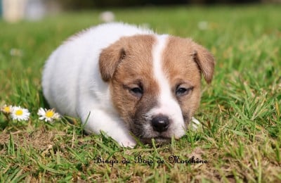 Les chiots de Jack Russell Terrier