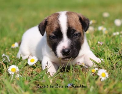 Les chiots de Jack Russell Terrier