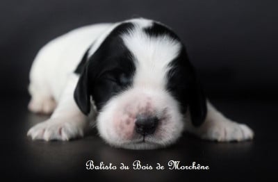 Les chiots de Cocker Spaniel Anglais