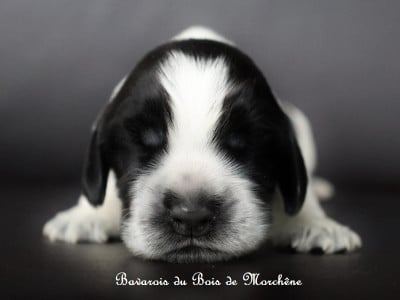 Les chiots de Cocker Spaniel Anglais