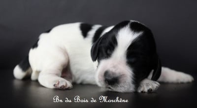 Les chiots de Cocker Spaniel Anglais