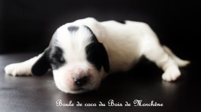 Les chiots de Cocker Spaniel Anglais