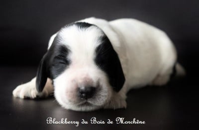 Les chiots de Cocker Spaniel Anglais