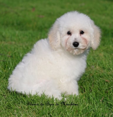 Les chiots de Caniche