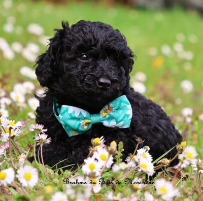 Les chiots de Caniche