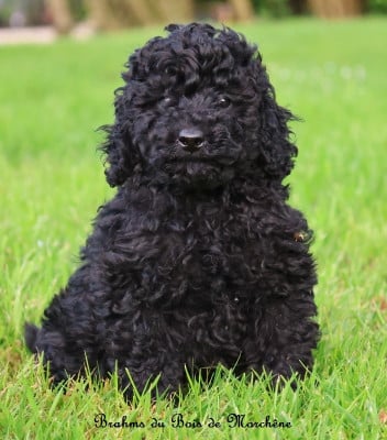 Les chiots de Caniche