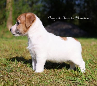 Les chiots de Jack Russell Terrier