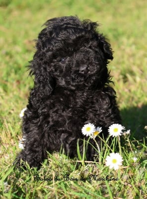 Les chiots de Caniche