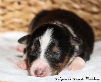 Les chiots de Shetland Sheepdog