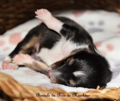 Les chiots de Shetland Sheepdog