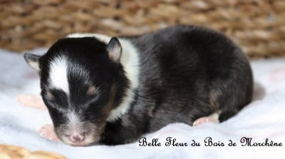 Les chiots de Shetland Sheepdog