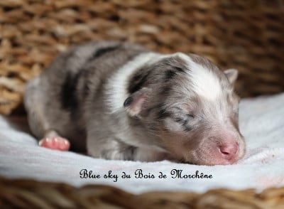 Les chiots de Shetland Sheepdog