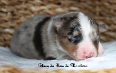 Les chiots de Shetland Sheepdog