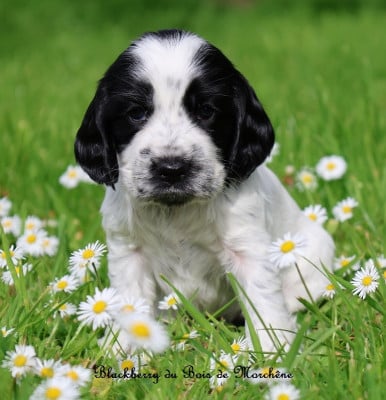 Les chiots de Cocker Spaniel Anglais