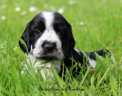 Les chiots de Cocker Spaniel Anglais
