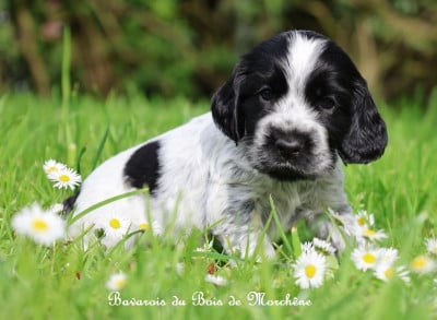 Les chiots de Cocker Spaniel Anglais