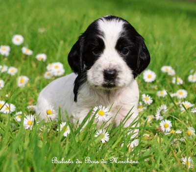 Les chiots de Cocker Spaniel Anglais