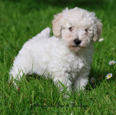 Les chiots de Caniche