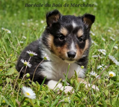 Les chiots de Shetland Sheepdog