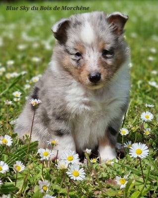 Les chiots de Shetland Sheepdog