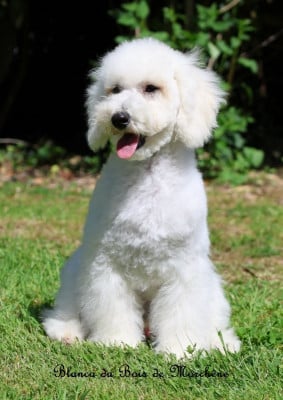 Les chiots de Caniche