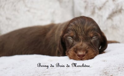 Les chiots de Teckel poil long