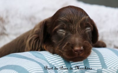 Les chiots de Teckel poil long