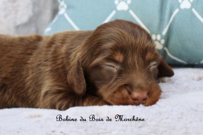 Les chiots de Teckel poil long
