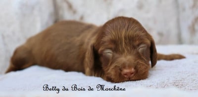 Les chiots de Teckel poil long