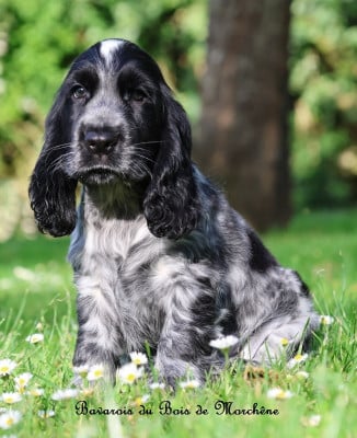 Les chiots de Cocker Spaniel Anglais