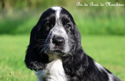 Les chiots de Cocker Spaniel Anglais
