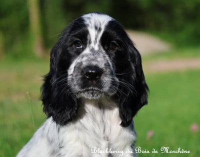 Les chiots de Cocker Spaniel Anglais