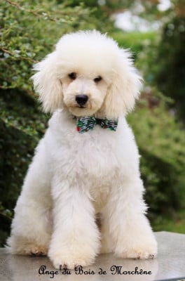 Les chiots de Caniche