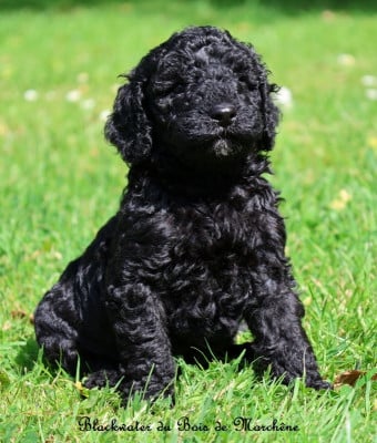 Les chiots de Caniche