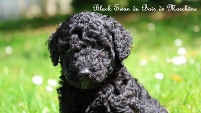 Les chiots de Caniche