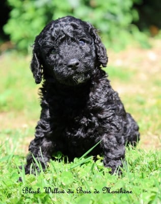 Les chiots de Caniche