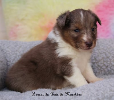 Les chiots de Shetland Sheepdog