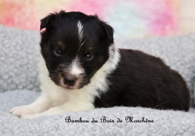 Bambou - Shetland Sheepdog