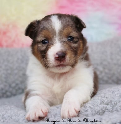 Bruyère - Shetland Sheepdog