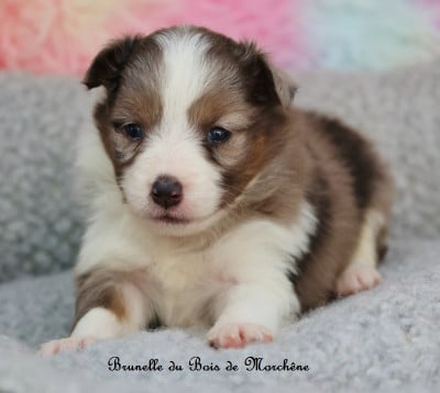 Brunelle - Shetland Sheepdog