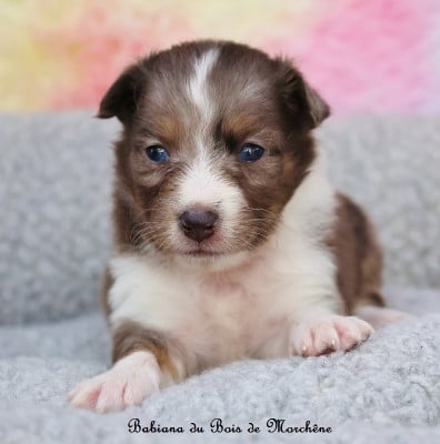 Babiana - Shetland Sheepdog